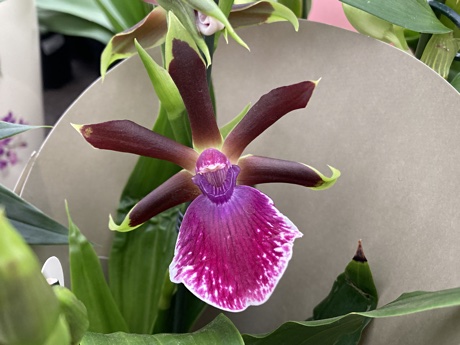 Close-up of a Cambria orchid flower
