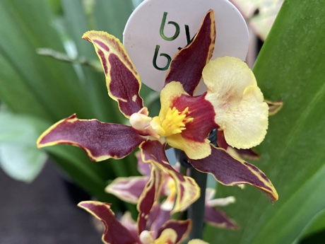 Close-up of a Cambria orchid flower