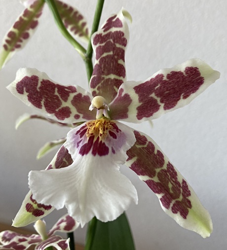 Close-up of a Cambria orchid flower