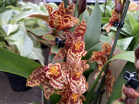 Close-up of a Cambria orchid flowers