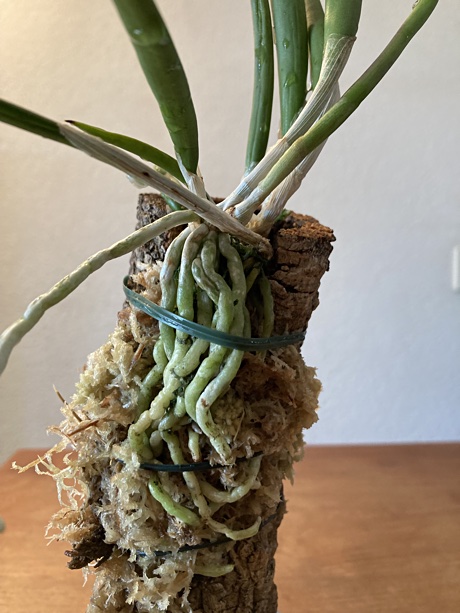 Close-up of the mounted Brassavola nodosa