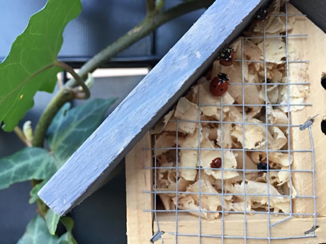 Coccinella spp on an insect hotel