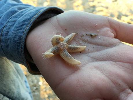 Common starfish that Adam found on Alice's hand. Asterias rubens.