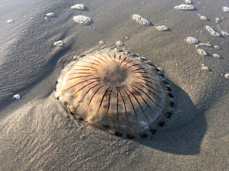 Compass jellyfish Chrysaora hysoscella