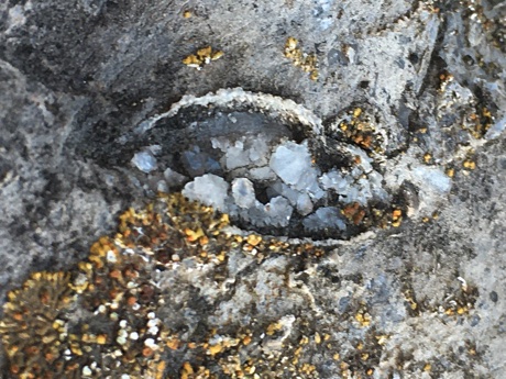 Cracked open shell showing halite crystals