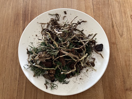 Dead orchid roots, moss, and bark