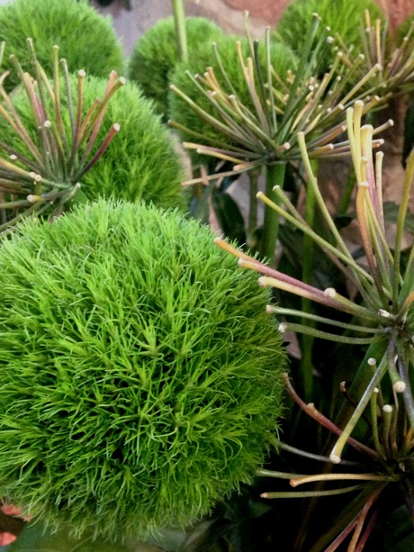 Dianthus barbatus Kiwi Mellow