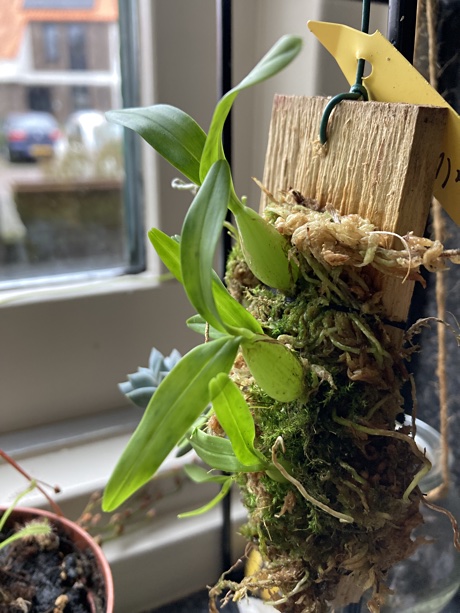 Dinema polybulbon mounted on wood