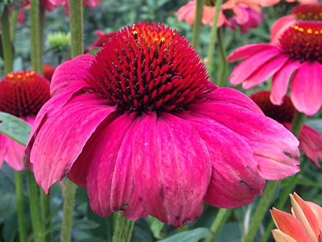 Echinacea purpurea close-up