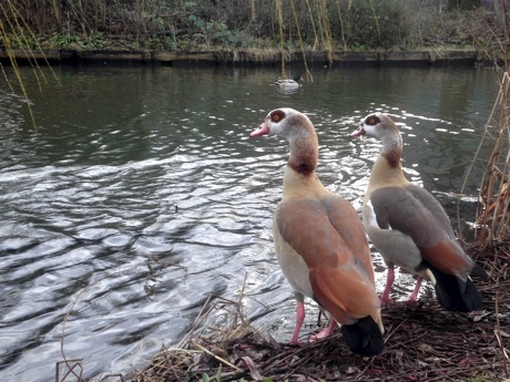 Egyptian geese, Alopochen aegyptiaca