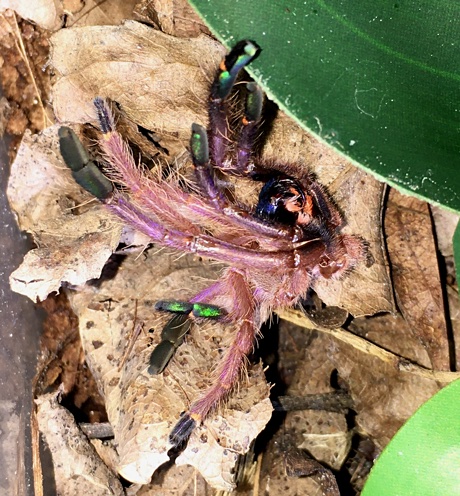 Ephebopus cyanognathus molt