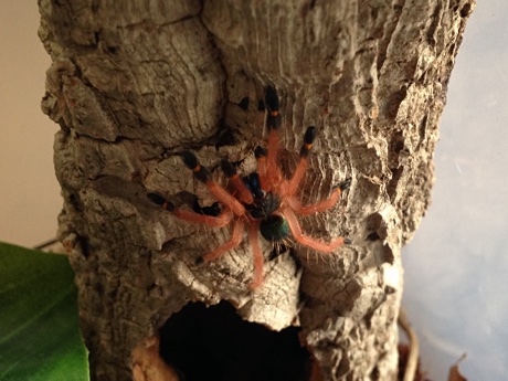 Ephebopus cyanognathus resting on a cork tube