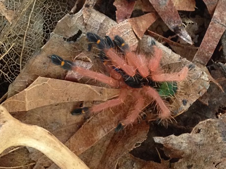 Ephebopus cyanognathus sling in its terrarium