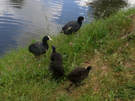 Eurasian coot, Fulica atra, family