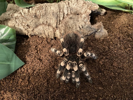 Female Acanthoscurria geniculata in her large enclosure