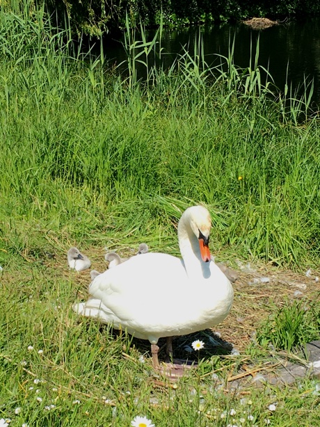 Female mute swan, Cygnus olor, with young