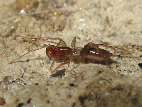Female short-tailed whipscorpion Nahual cf. bokmai