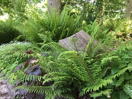 Ferns in the garden of the visitor's center