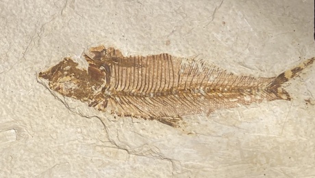 Fish fossil, Eocene, Green River Formation, Kemmerer, Wyoming, USA