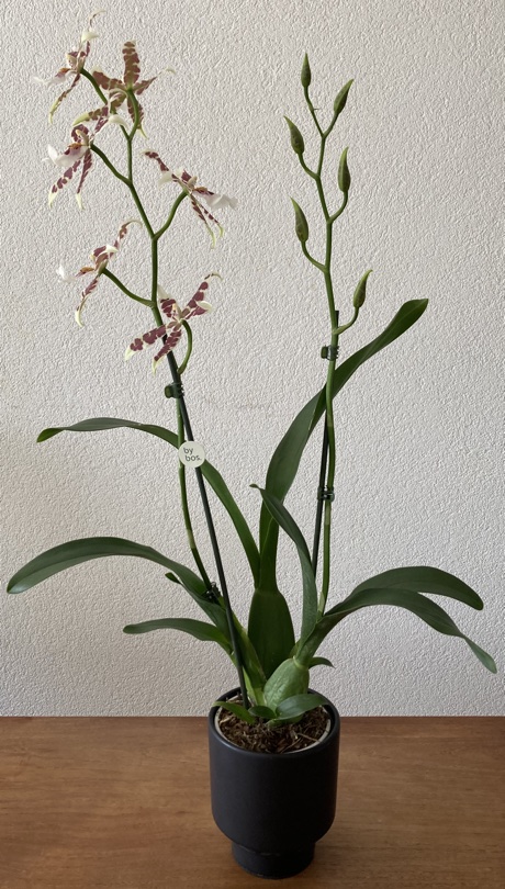 Flowerin Cambria orchid