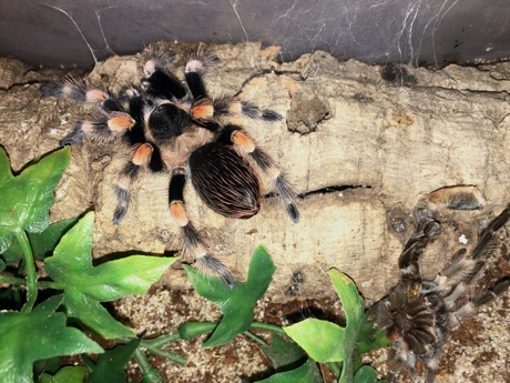 A freshly molted Brachypelma smithi