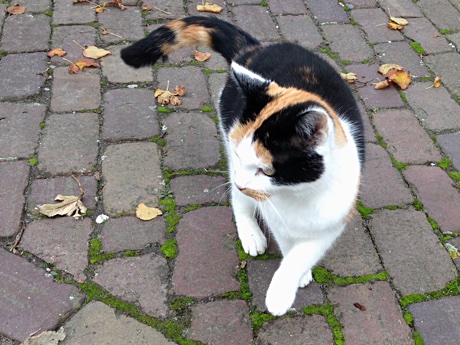 The friendly calico cat