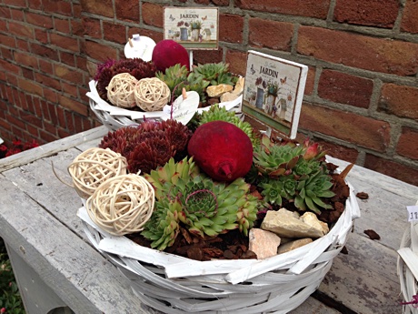 Garden baskets with succulents