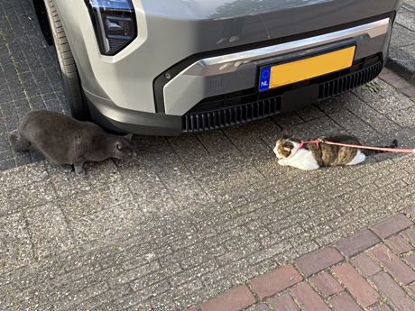 A gray cat and Lina