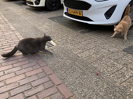 A gray cat and an orange cat in a stand off