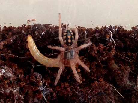 Hapalopus sp. Colombia large form eating a mealworm