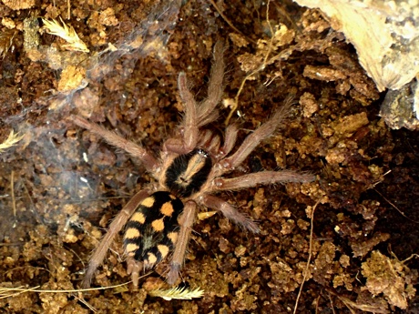 Hapalopus sp. Colombia "large"