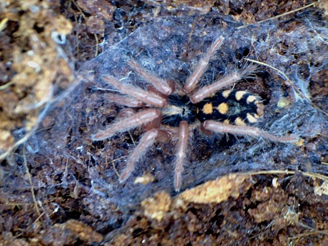 Close-up of Hapalopus sp. Colombia "large"