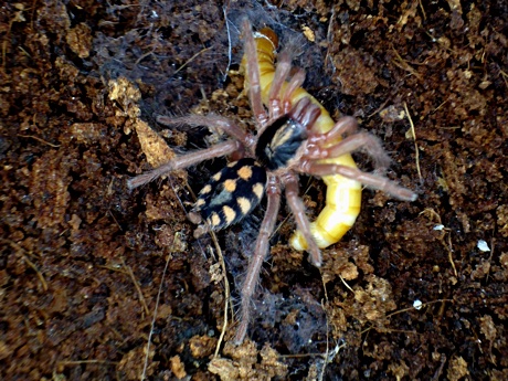 Close-up of Hapalopus sp. Colombia "large" with prey