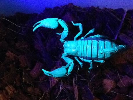 Heterometrus petersii under black light in its terrarium