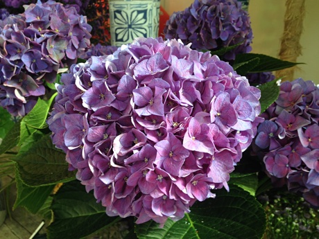 Hydrangea flowering