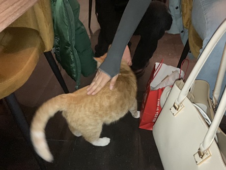 Jaiden and Alice petting the orange cat