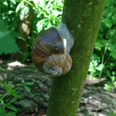 A large snail resting on a tree. Photo taken by Adam