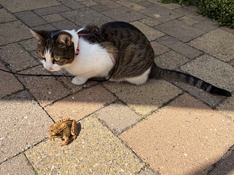 Lina and the frog