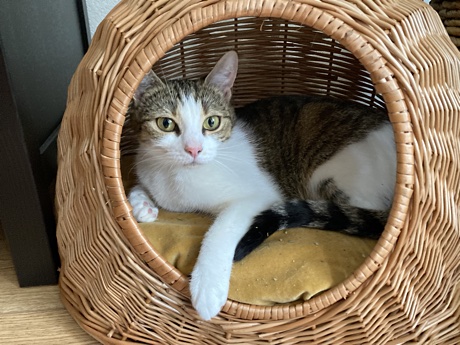 Lina the European shorthair cat in her rattan cat basket