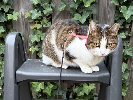 Lina in our garden