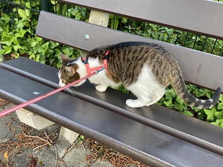 Lina the cat exploring a bench