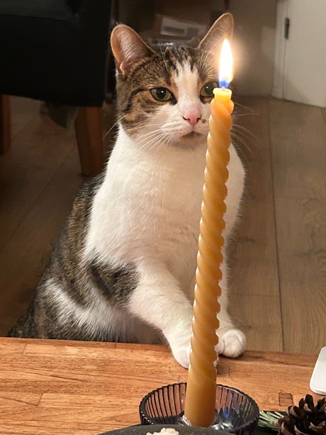 Lina the cat gazing at a candle
