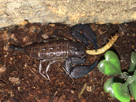 Liocheles australasiae eating a mealworm