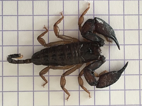 Liocheles australasiae on 5mm grid paper