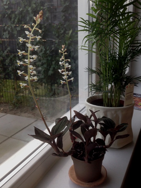 Jewel orchid flowering