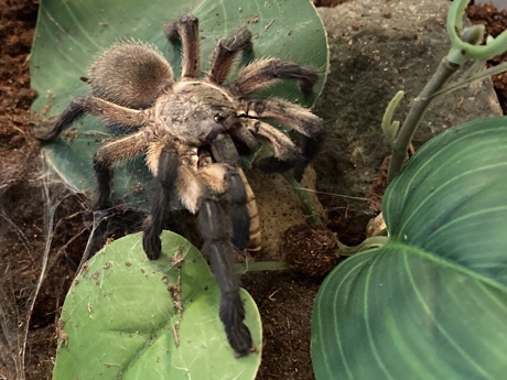 Monocentropus balfouri eating a Morio larva