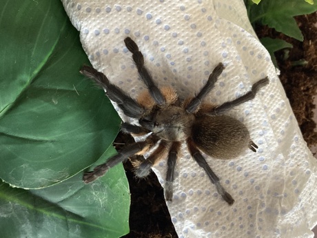 Monocentropus balfouri female resting on moist toilet paper
