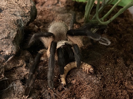 Monocentropus balfouri with a morio worm