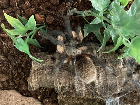 Juvenile female Monocentropus balfouri resting on top of her burrow