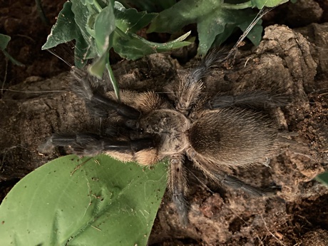 Monocentropus balfouri out and about